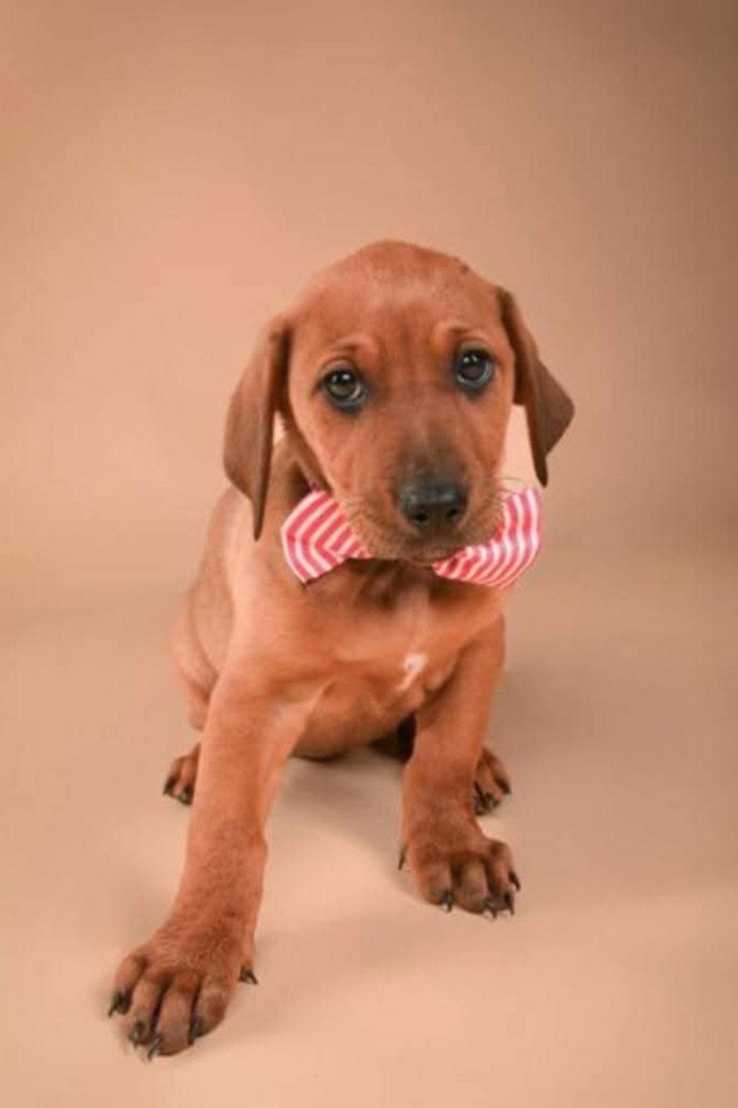 Misty, Adoptable, Puppy Female Doberman Pinscher.