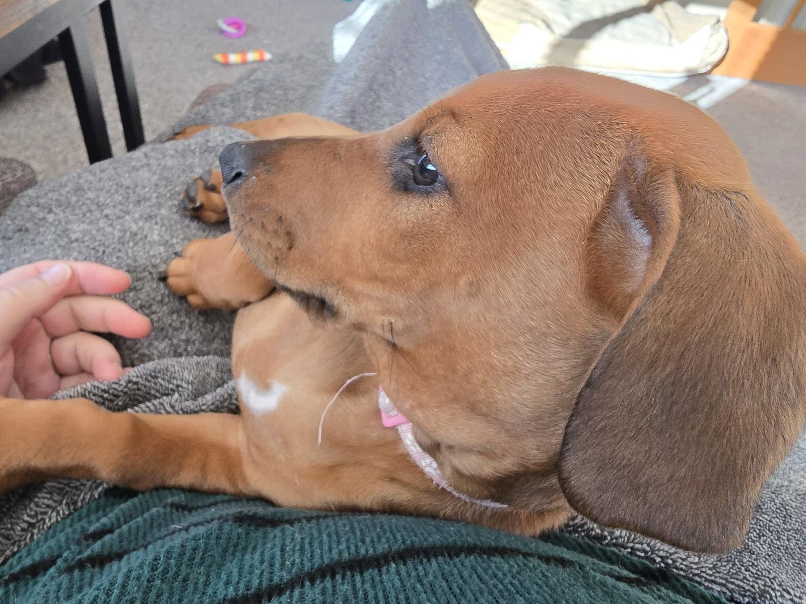 Enlarge Misty, a Adopted mixed breed in Buffalo, MN image 1/3