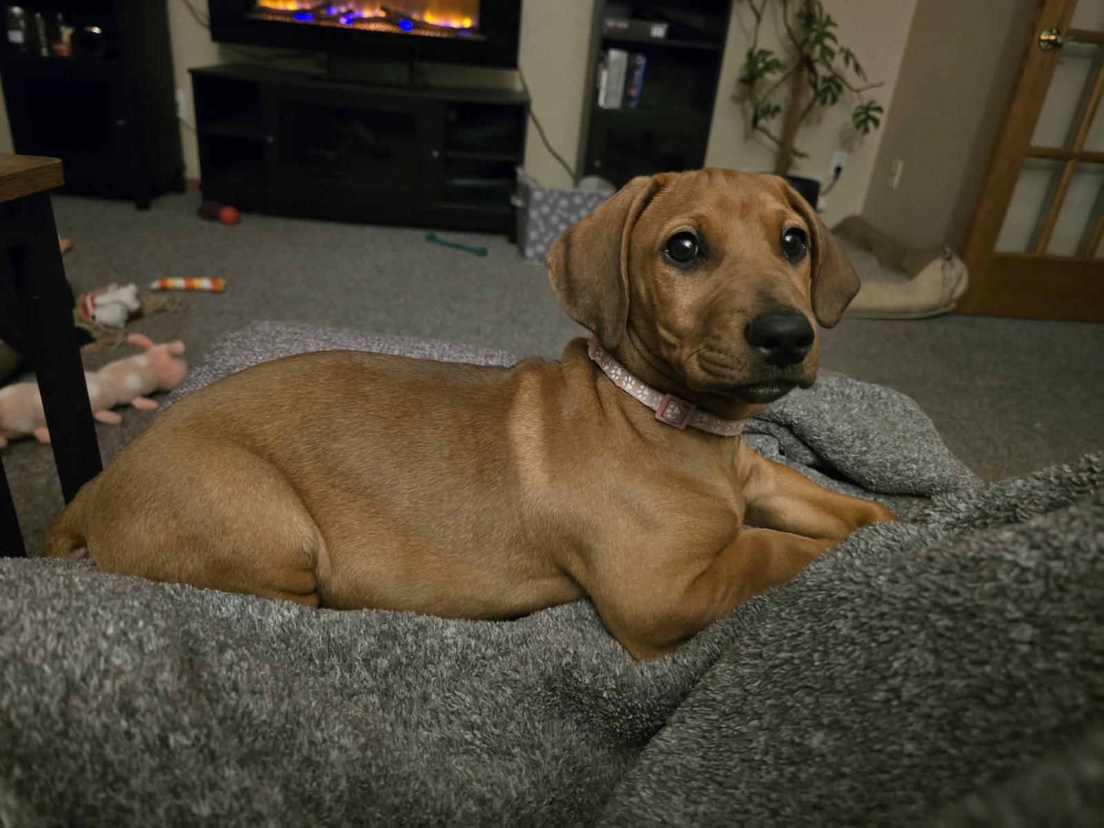 Enlarge Misty, a Adopted mixed breed in Buffalo, MN image 2/3