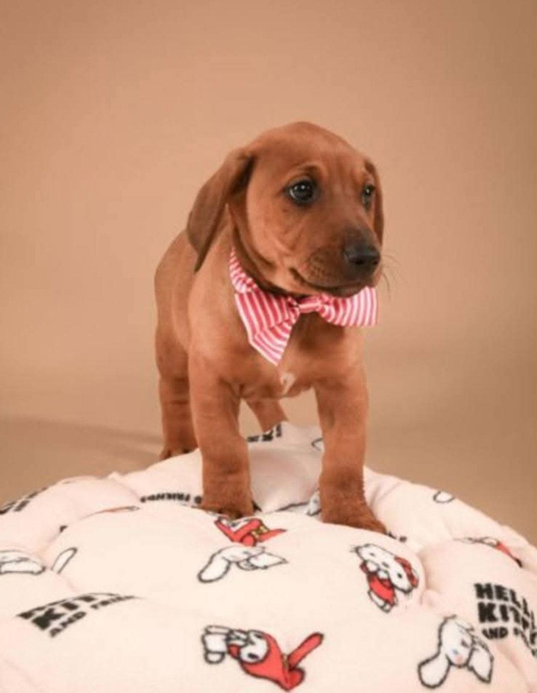 Enlarge Misty, a Adoptable Doberman Pinscher in Buffalo, MN image 2/3