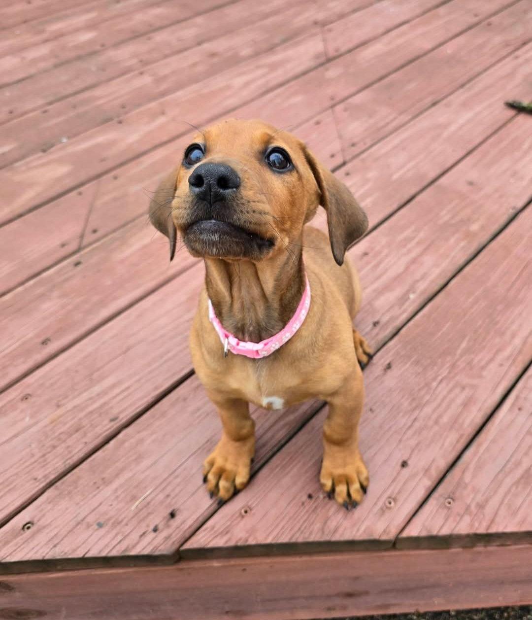 Enlarge Misty, a Adoptable Doberman Pinscher in Buffalo, MN image 3/3