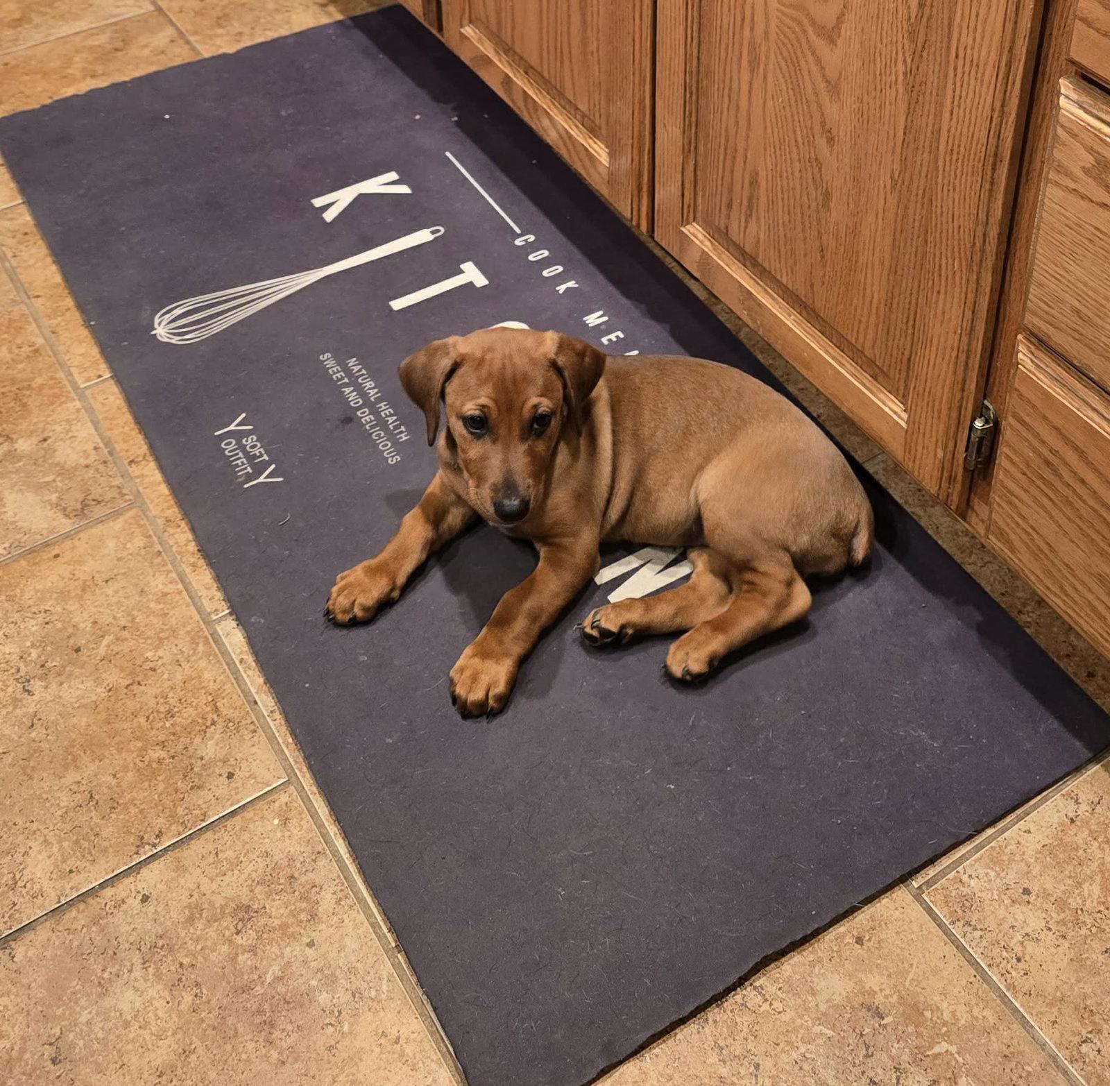 Enlarge Misty, a Adopted mixed breed in Buffalo, MN image 3/3