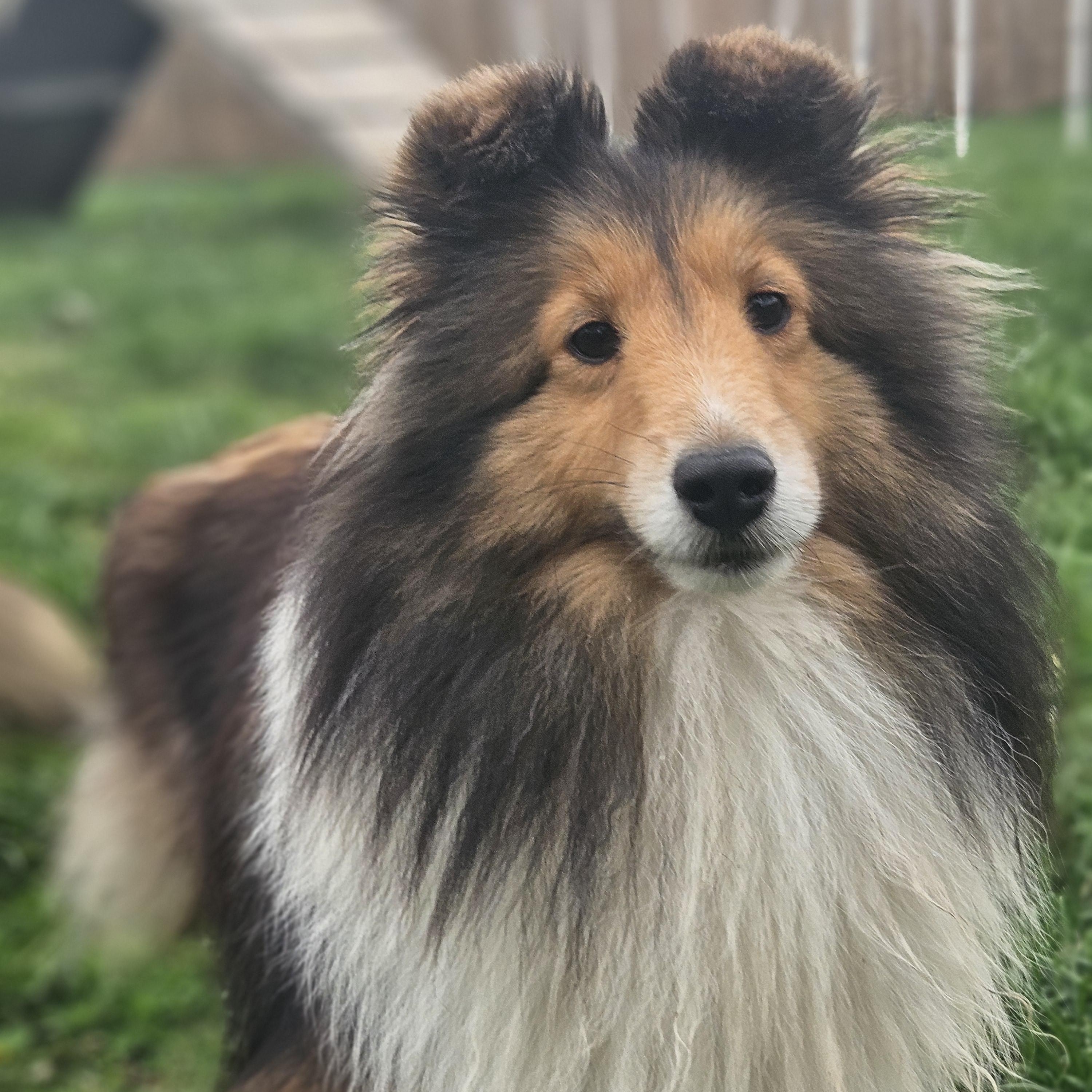 Julia, Adoptable, Young Female Shetland Sheepdog / Sheltie.