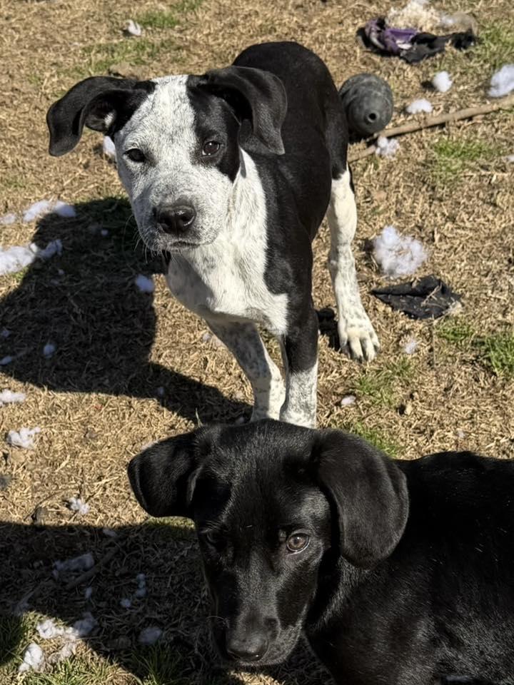 Enlarge Jordan, an adopted mixed breed in Monroeville , PA image 3/3