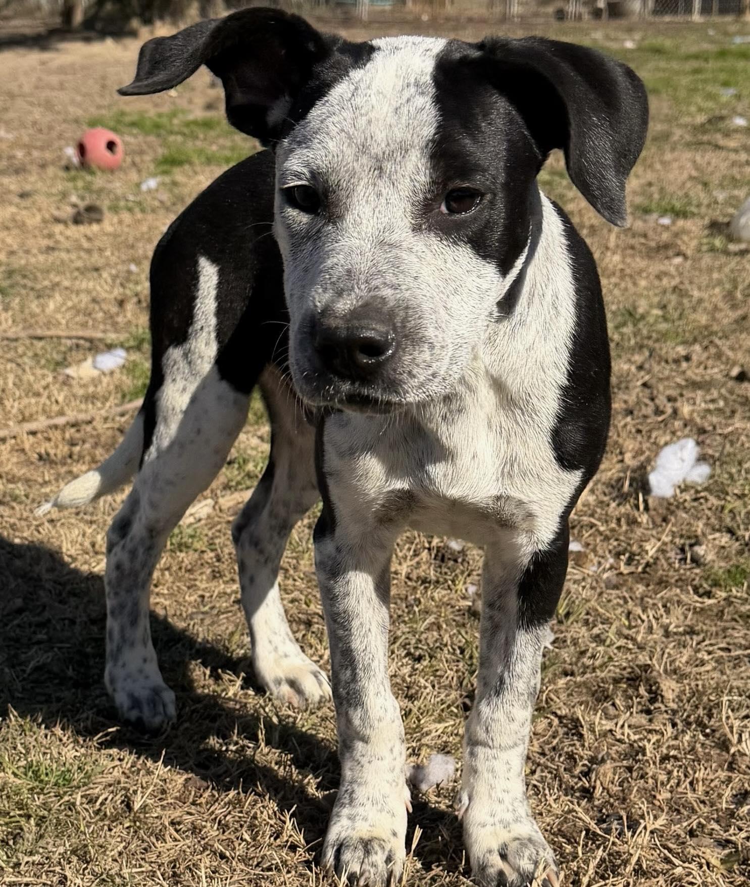 Enlarge Jordan, an adopted mixed breed in Monroeville , PA image 1/3