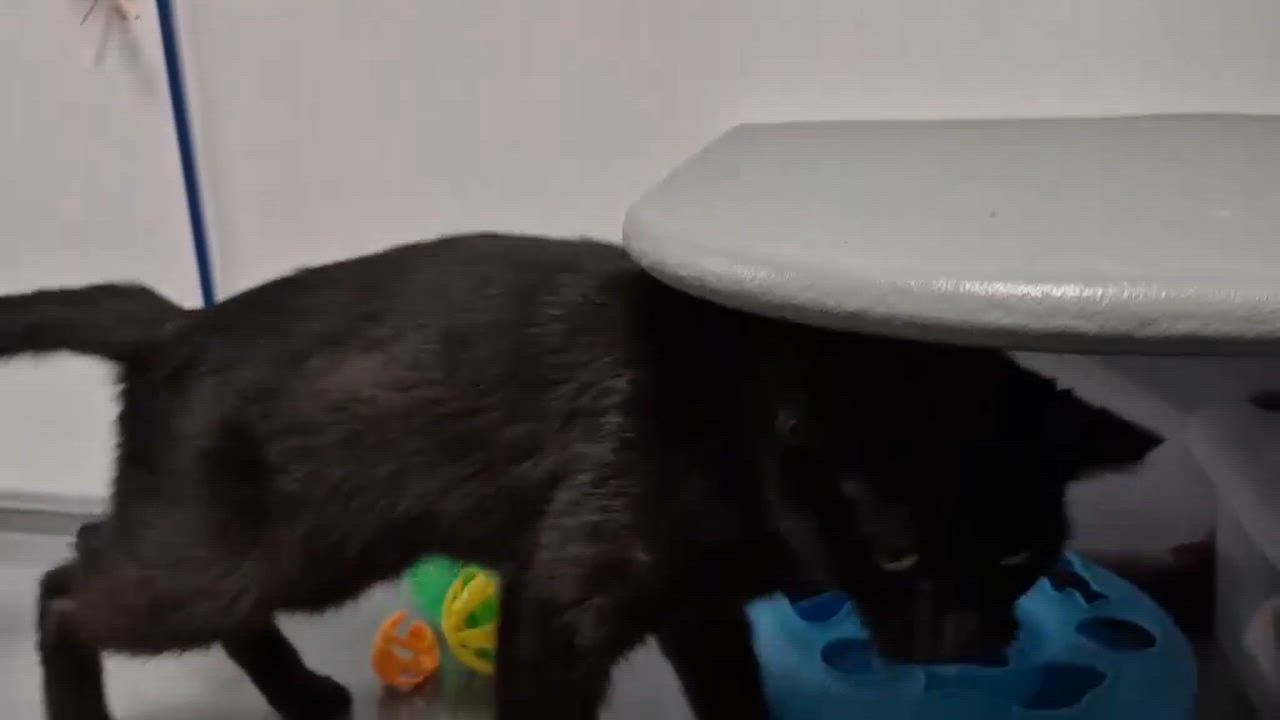 Enlarge Remi, a Adoptable Domestic Short Hair in College Station, TX video 2/2