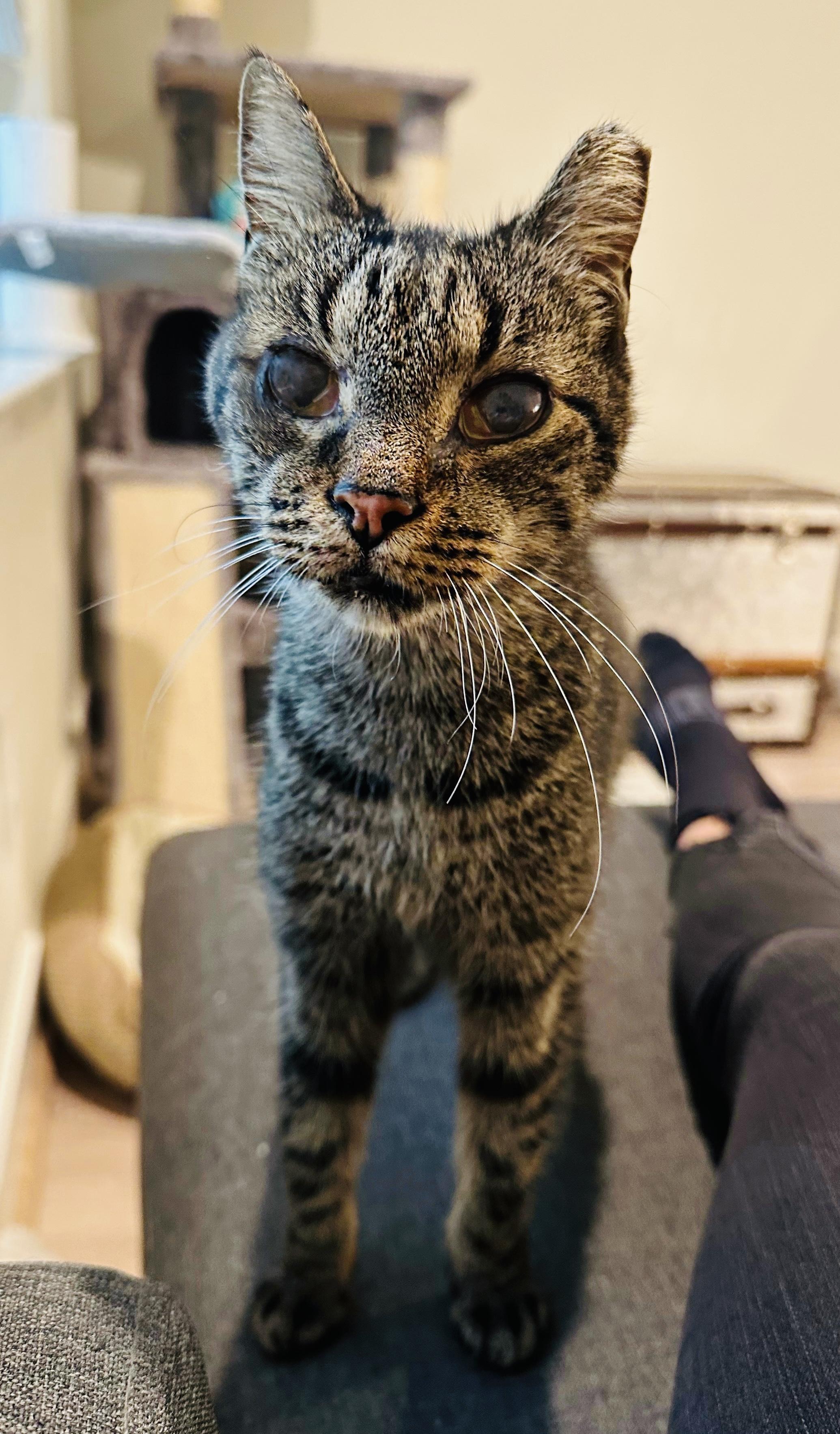 Frida, Adoptable, Adult Female Domestic Short Hair & American Shorthair.