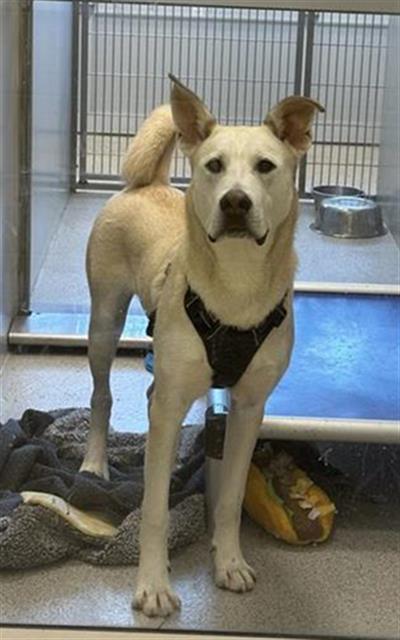 Prince Charming, Adoptable, Adult Male Labrador Retriever & Husky.