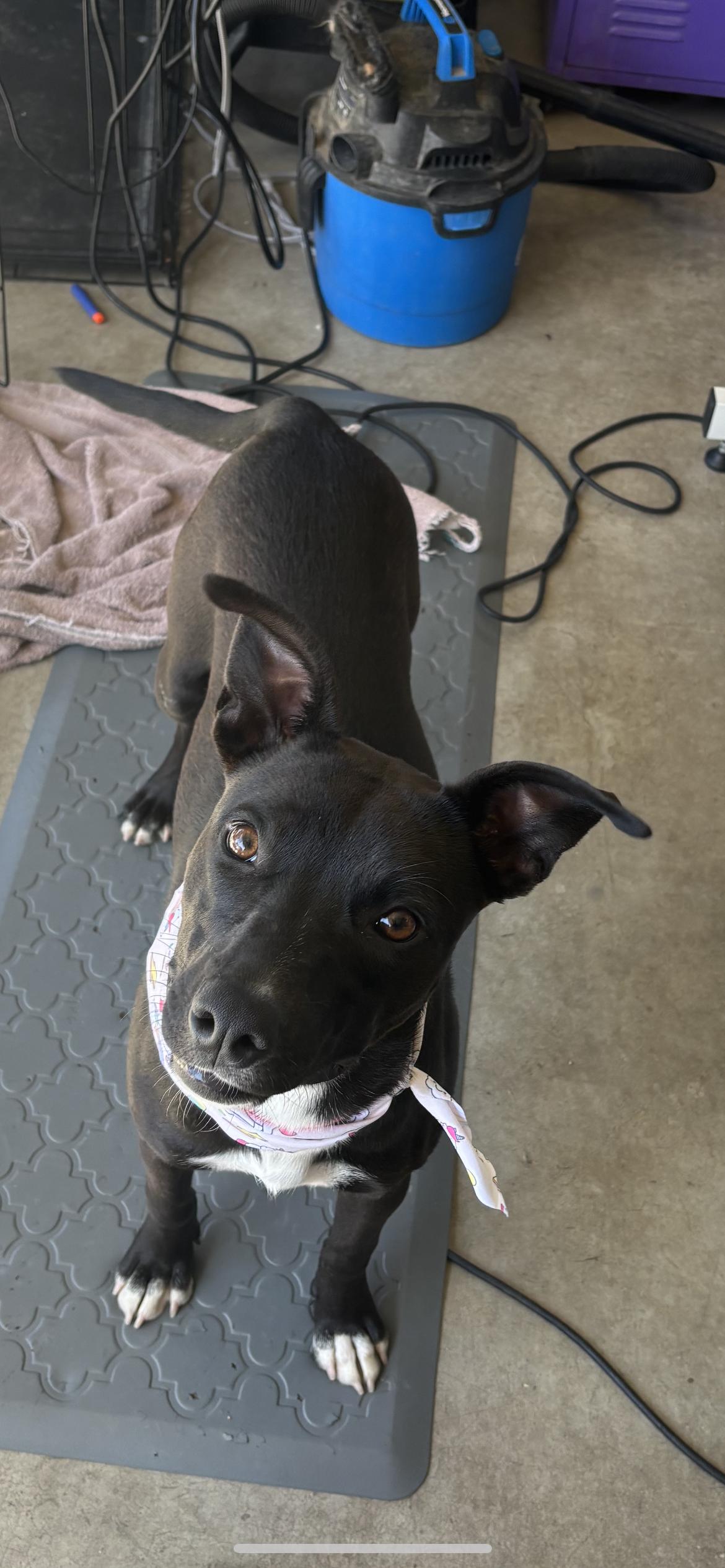 Enlarge Gaby, a Adopted mixed breed in Hamden, CT image 6/6