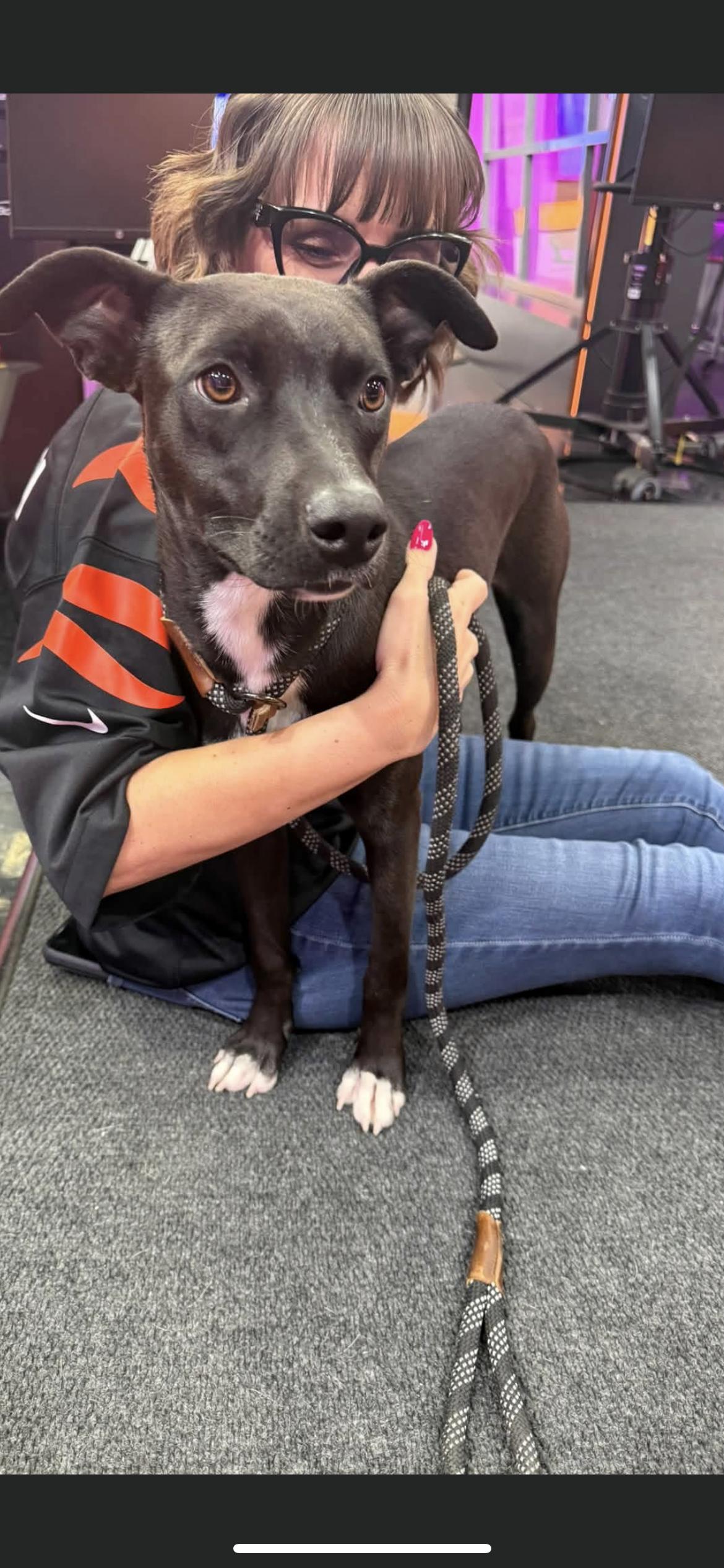 Enlarge Gaby, a Adopted mixed breed in Hamden, CT image 2/6