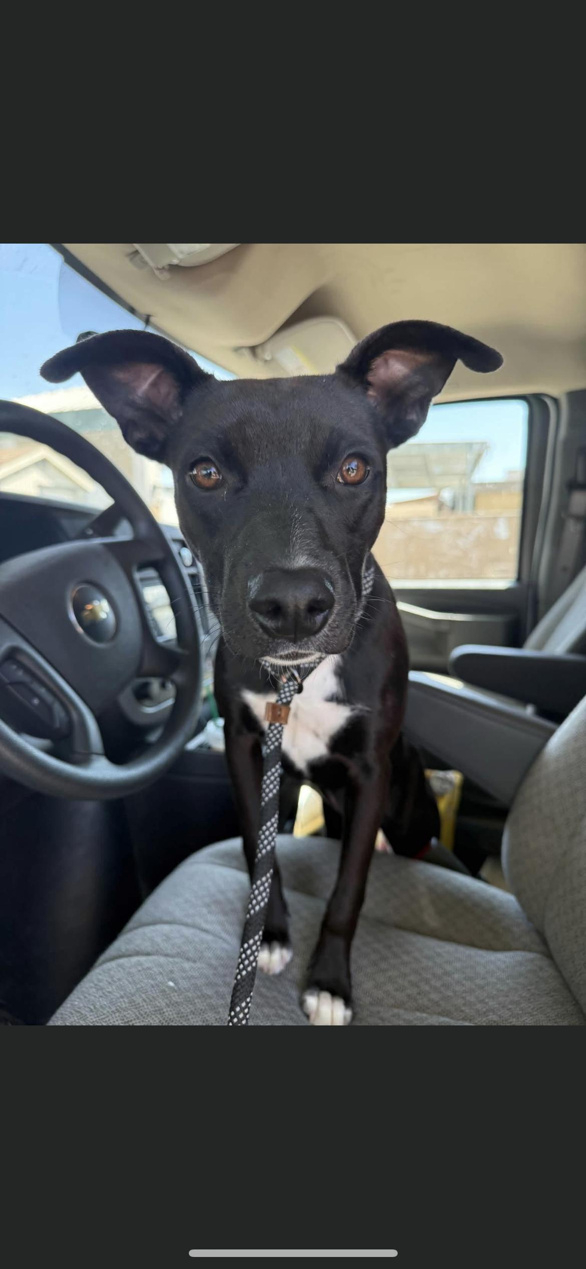 Enlarge Gaby, a Adopted mixed breed in Hamden, CT image 1/6