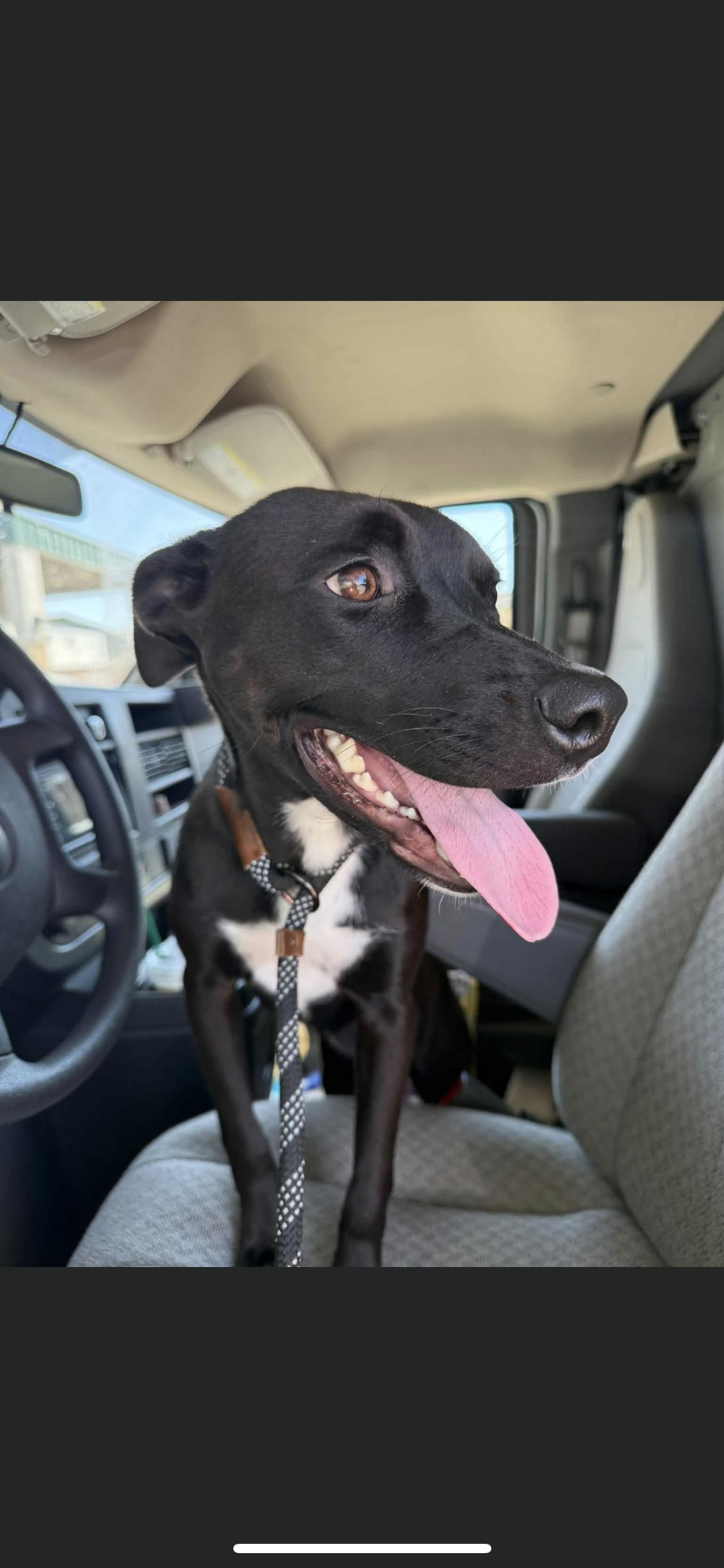 Enlarge Gaby, a Adopted mixed breed in Hamden, CT image 4/6