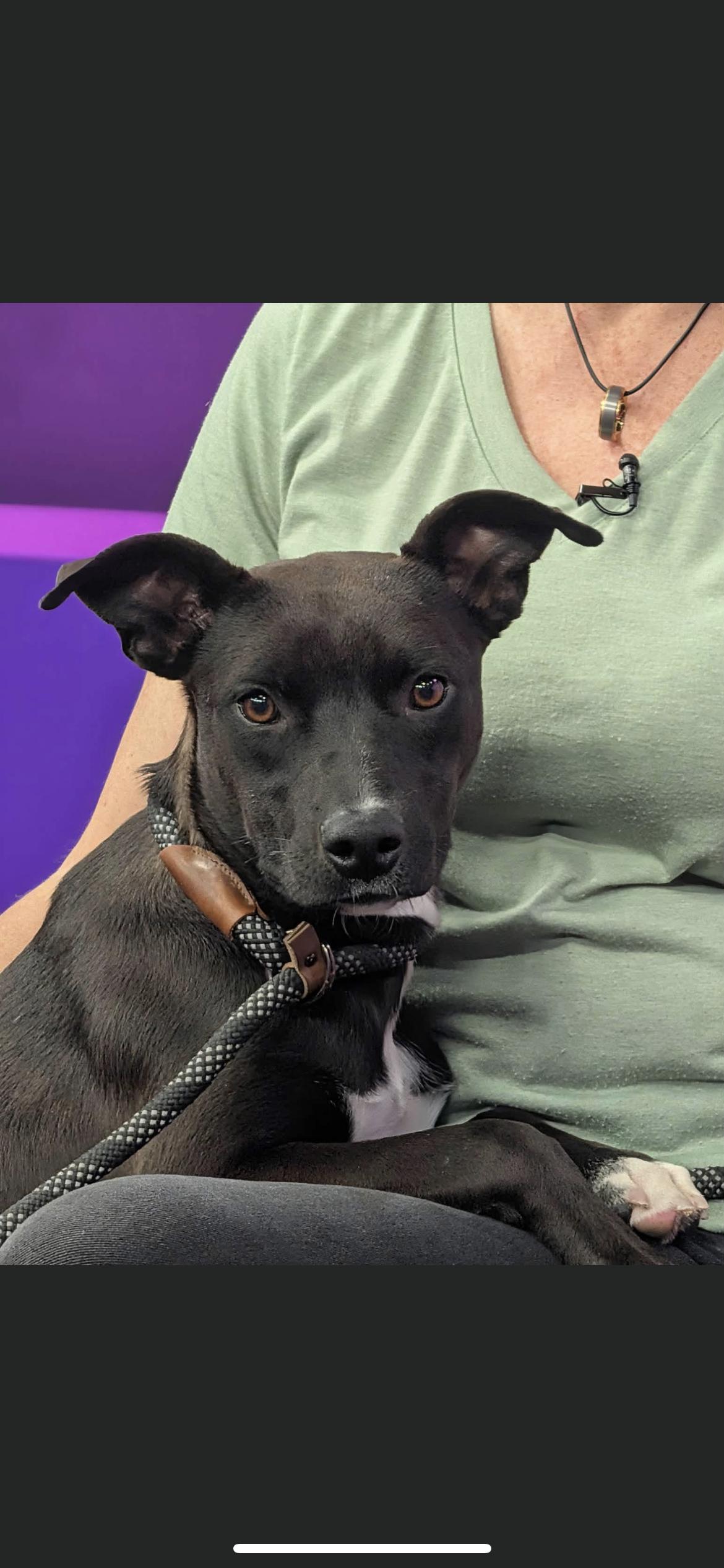 Enlarge Gaby, a Adopted mixed breed in Hamden, CT image 5/6