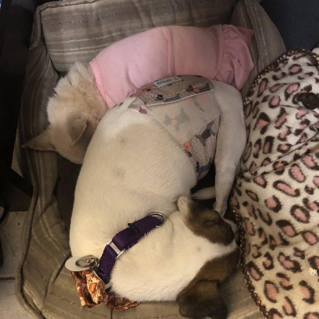 Bart Bubbies, Adoptable, Senior Male Jack Russell Terrier.