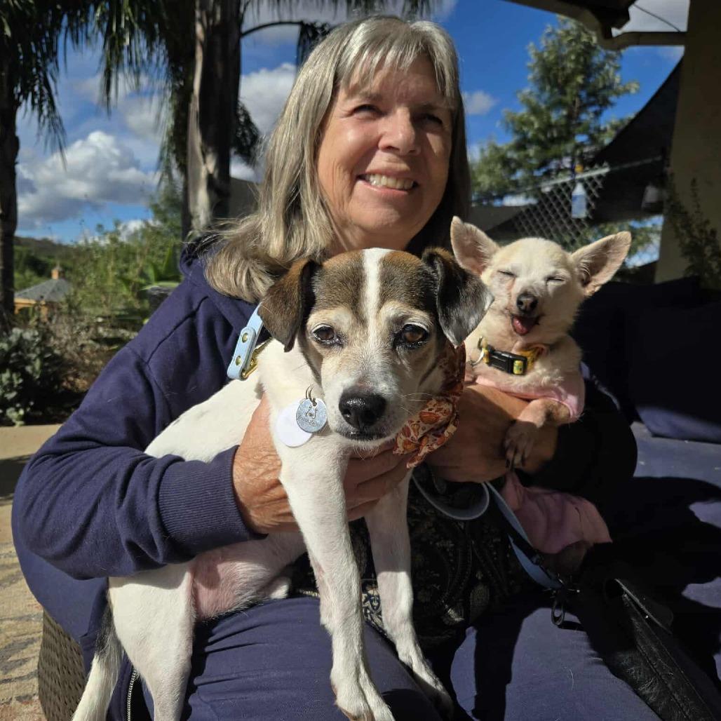 Bart Bubbies, Adoptable, Senior Male Jack Russell Terrier.