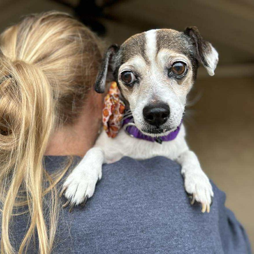 Bart Bubbies, a Adoptable Jack Russell Terrier in Ramona, CA image 2/6