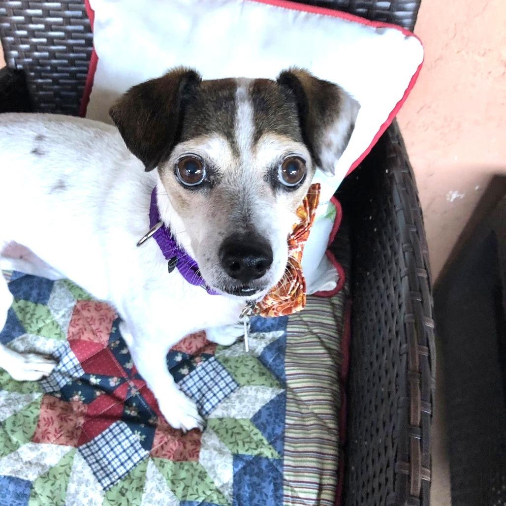 Bart Bubbies, a Adoptable Jack Russell Terrier in Ramona, CA image 4/6