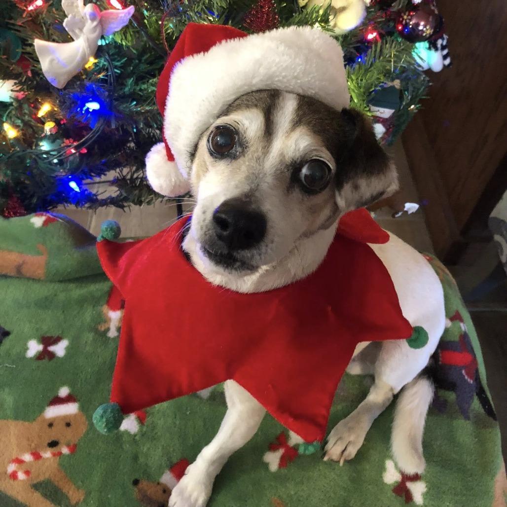 Bart Bubbies, a Adoptable Jack Russell Terrier in Ramona, CA image 5/6