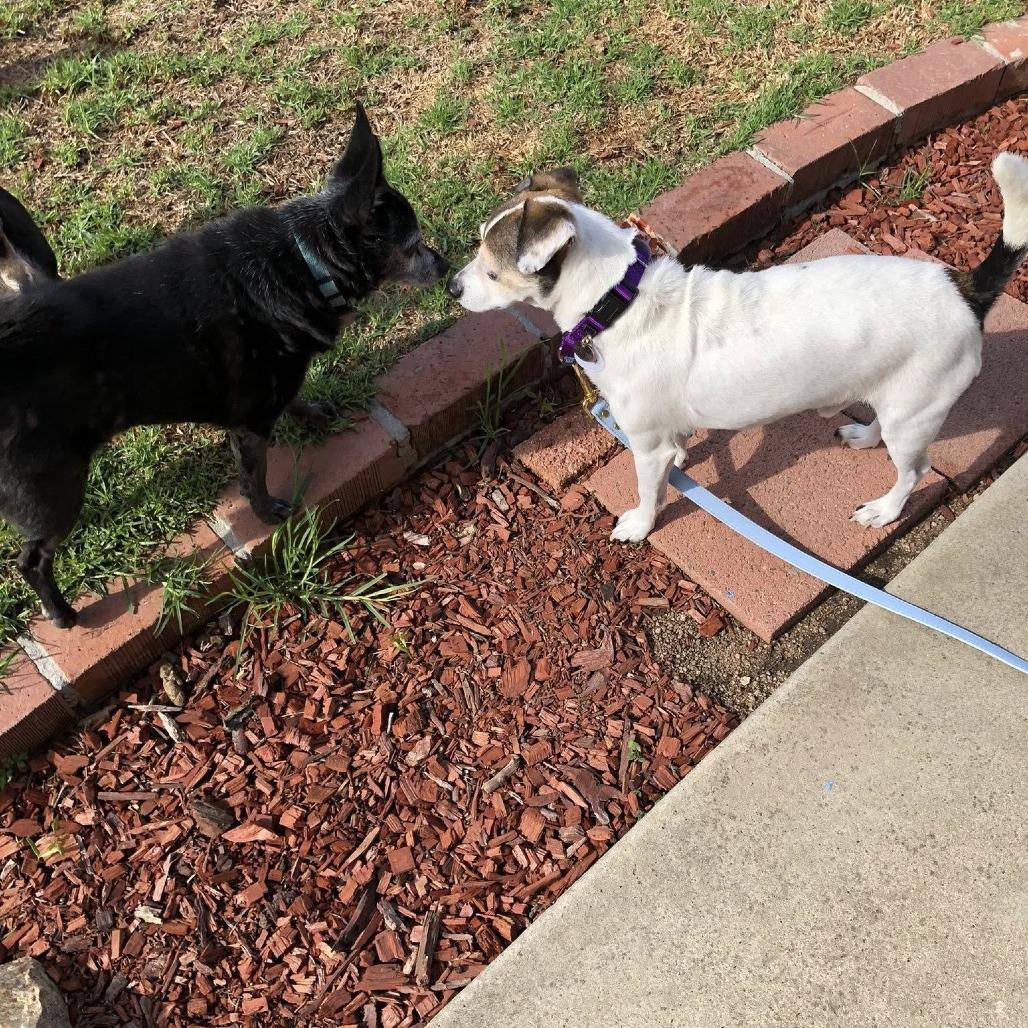 Bart Bubbies, a Adoptable Jack Russell Terrier in Ramona, CA image 6/6