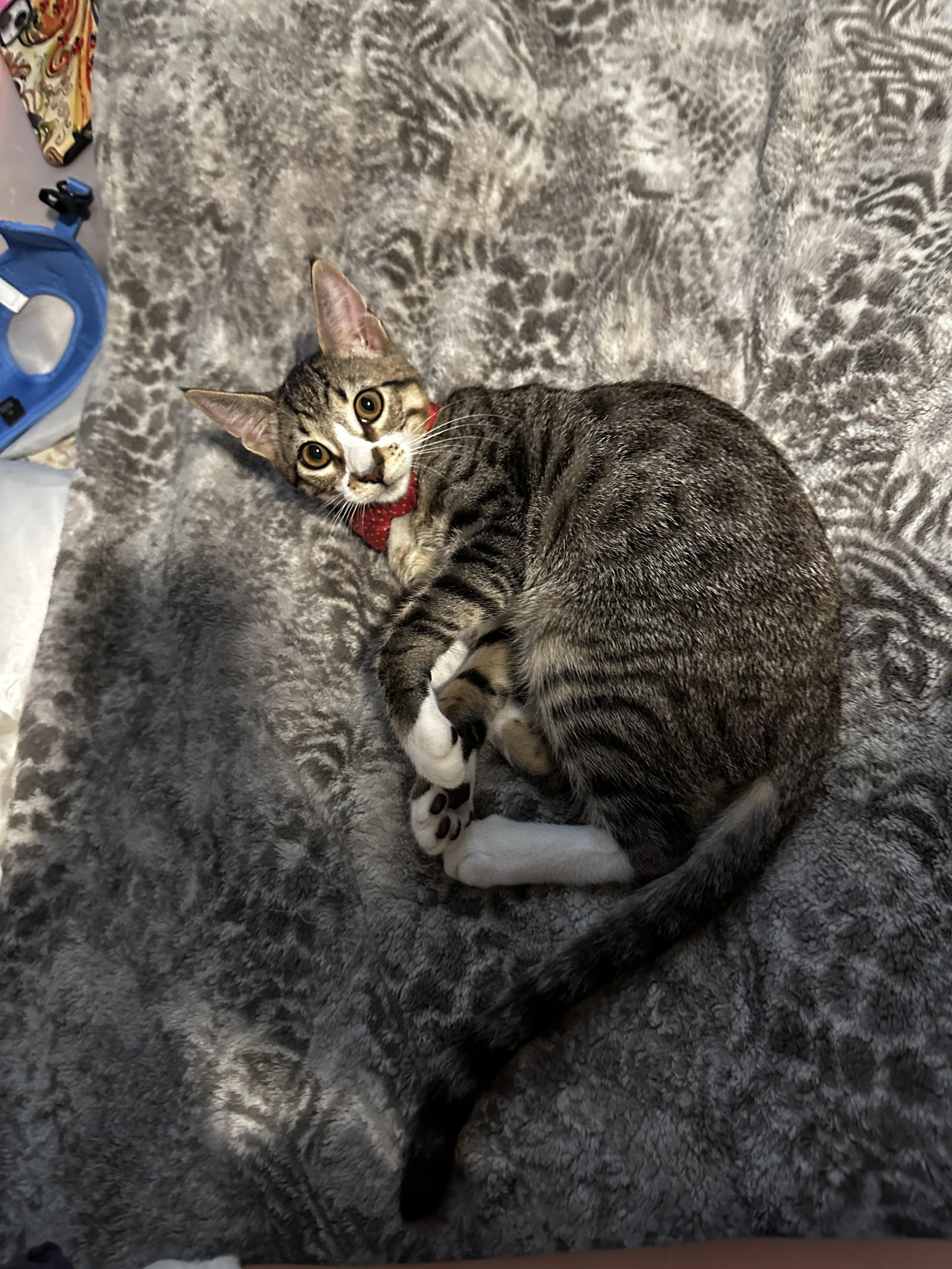 Pickles, Adopted, Kitten Male Domestic Short Hair.