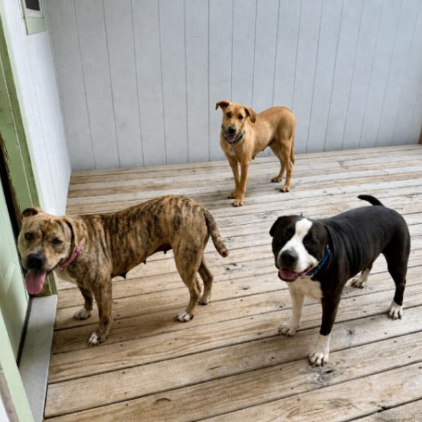 Enlarge Chickie Nugget The Family Dog, a Adoptable mixed breed in Friendswood, TX image 3/6