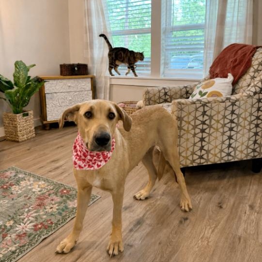 Enlarge Chickie Nugget The Family Dog, a Adoptable mixed breed in Friendswood, TX image 5/6