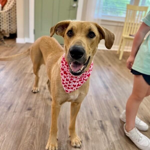 Chickie Nugget The Family Dog, Adoptable, Adult Female Yellow Labrador Retriever & German Shepherd Dog.