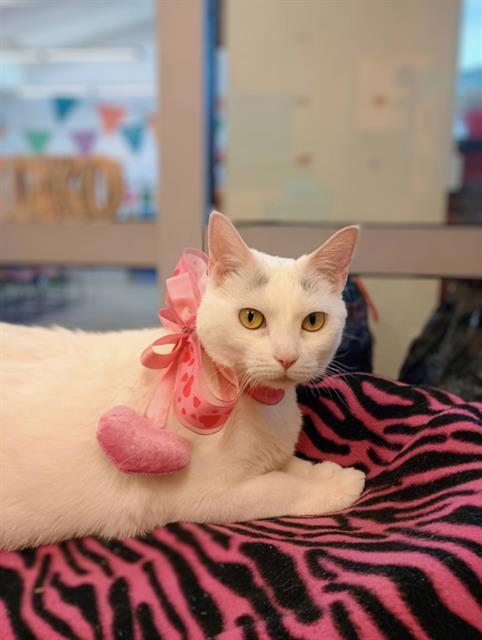 CUPID, Adoptable, Adult Female Domestic Short Hair.