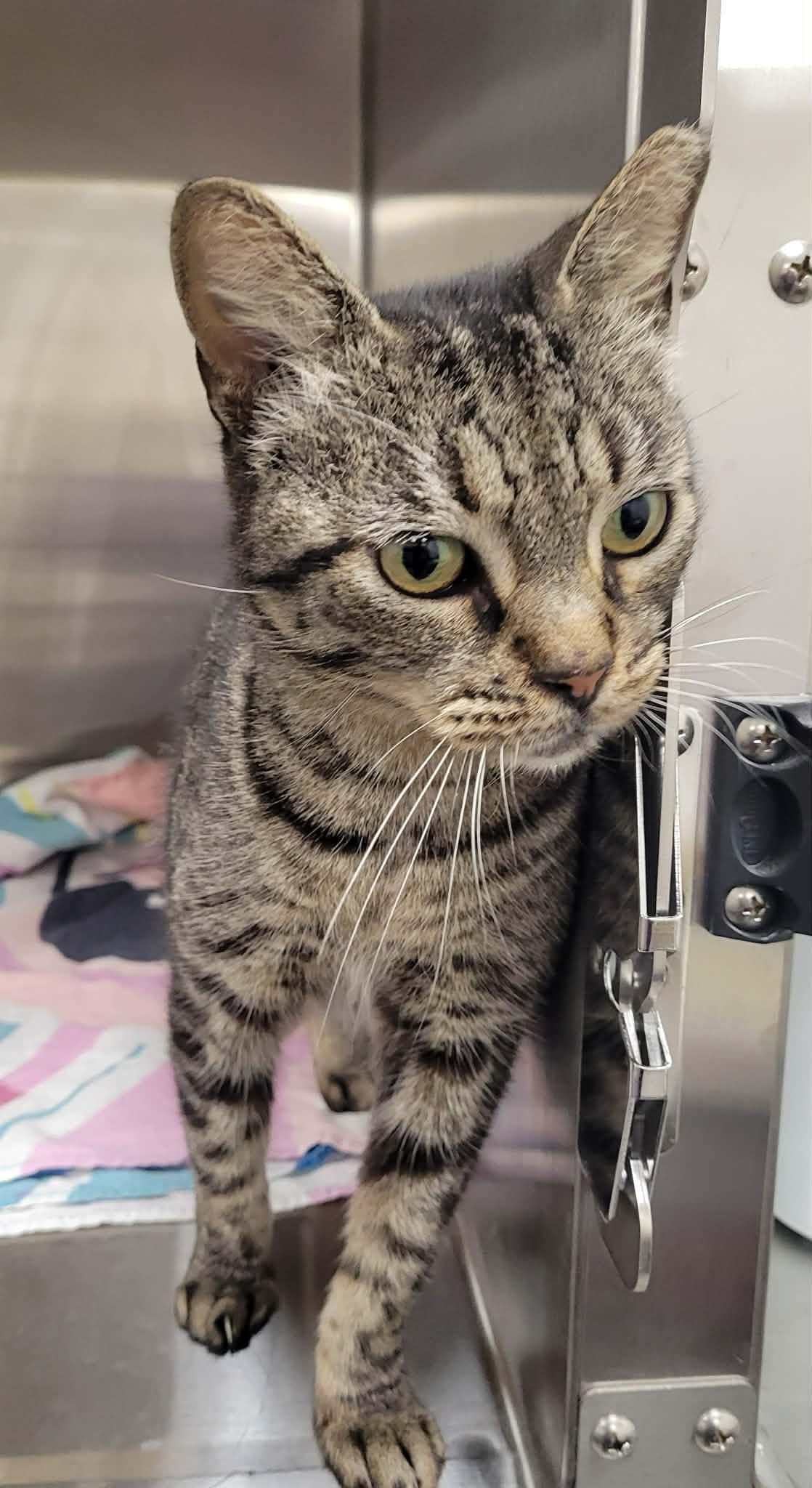 Shelley, an adopted Domestic Short Hair in LaPlace, LA image 2/5