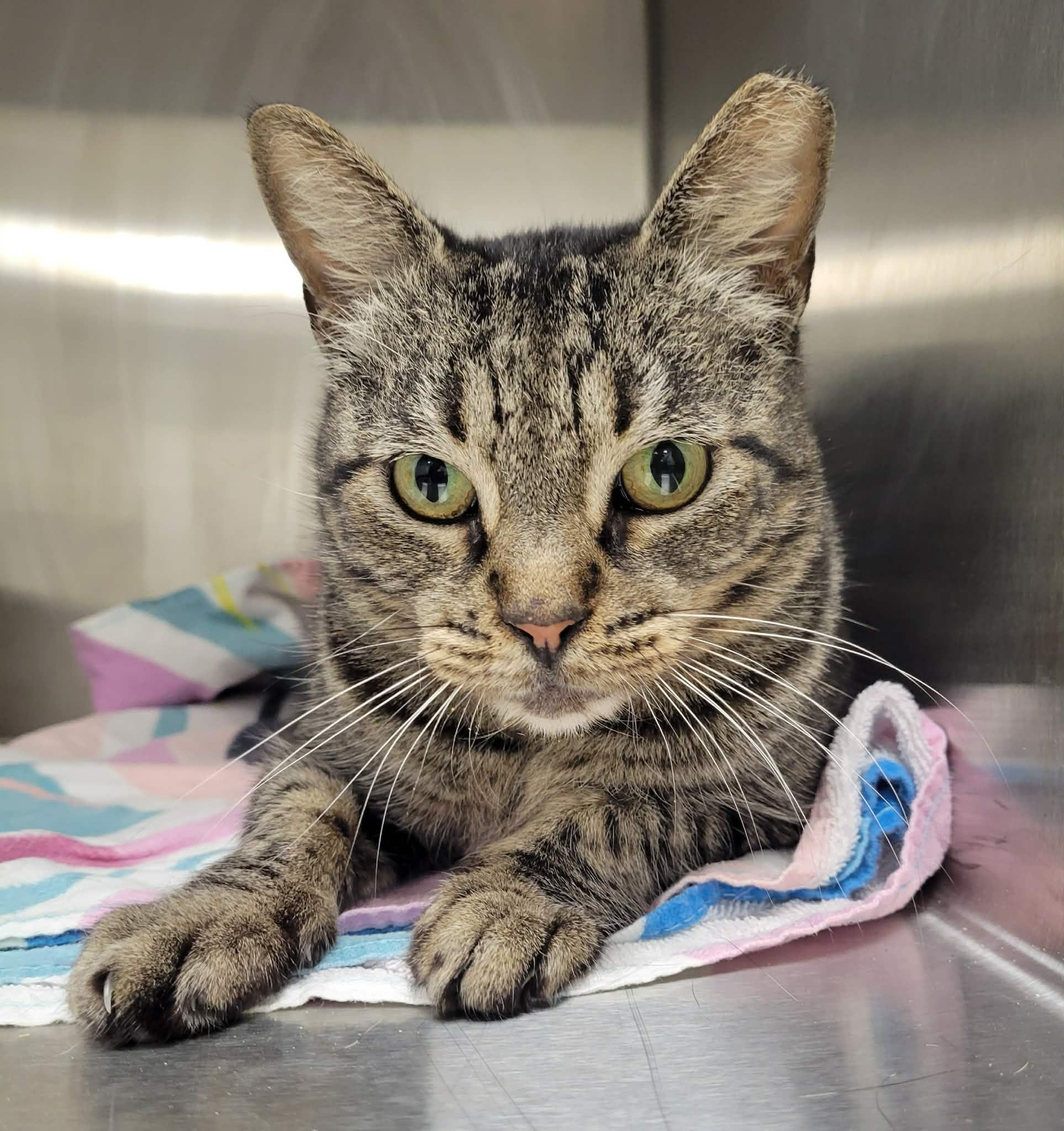 Shelley, an adopted Domestic Short Hair in LaPlace, LA image 4/5