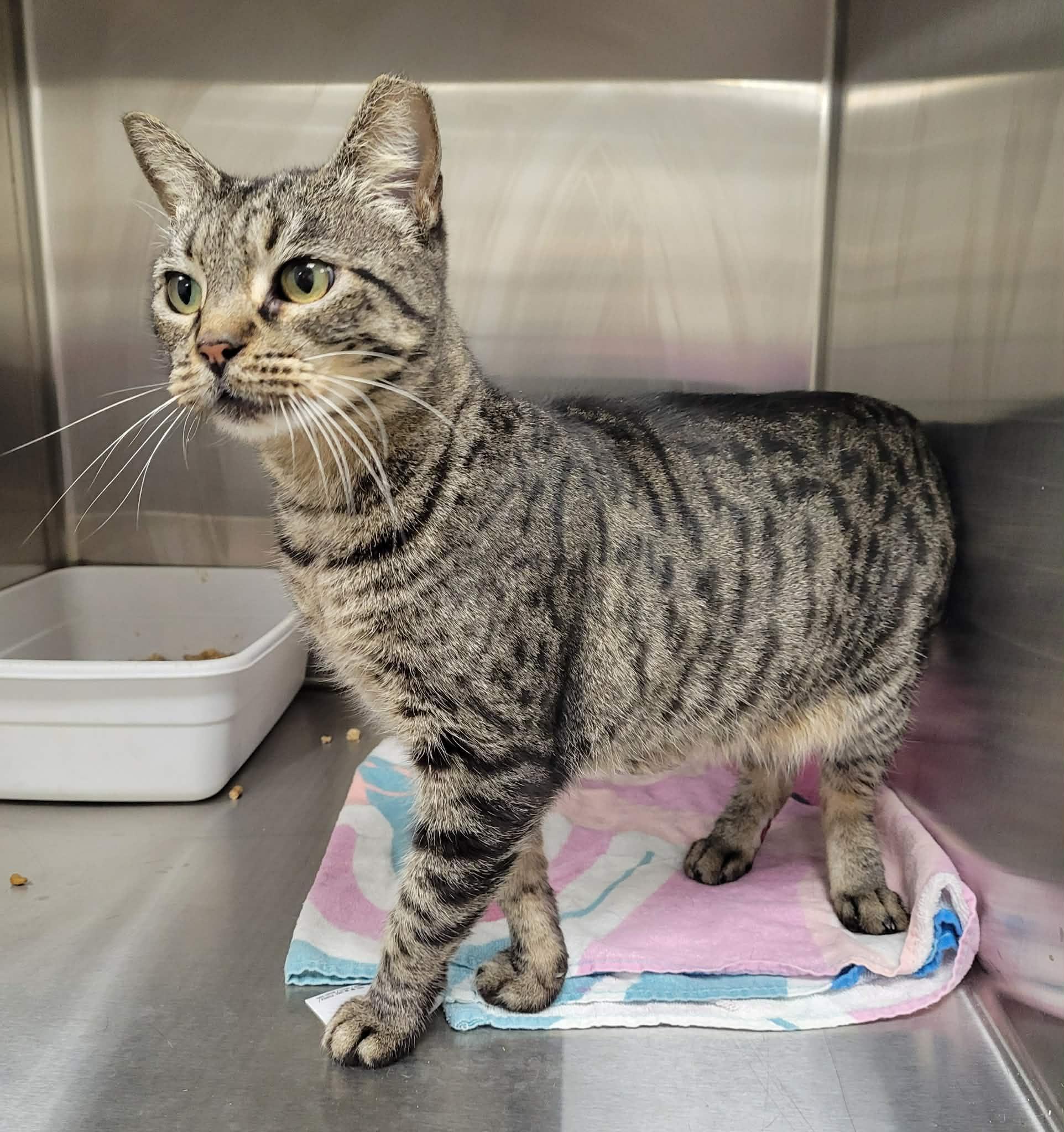 Shelley, an adopted Domestic Short Hair in LaPlace, LA image 5/5