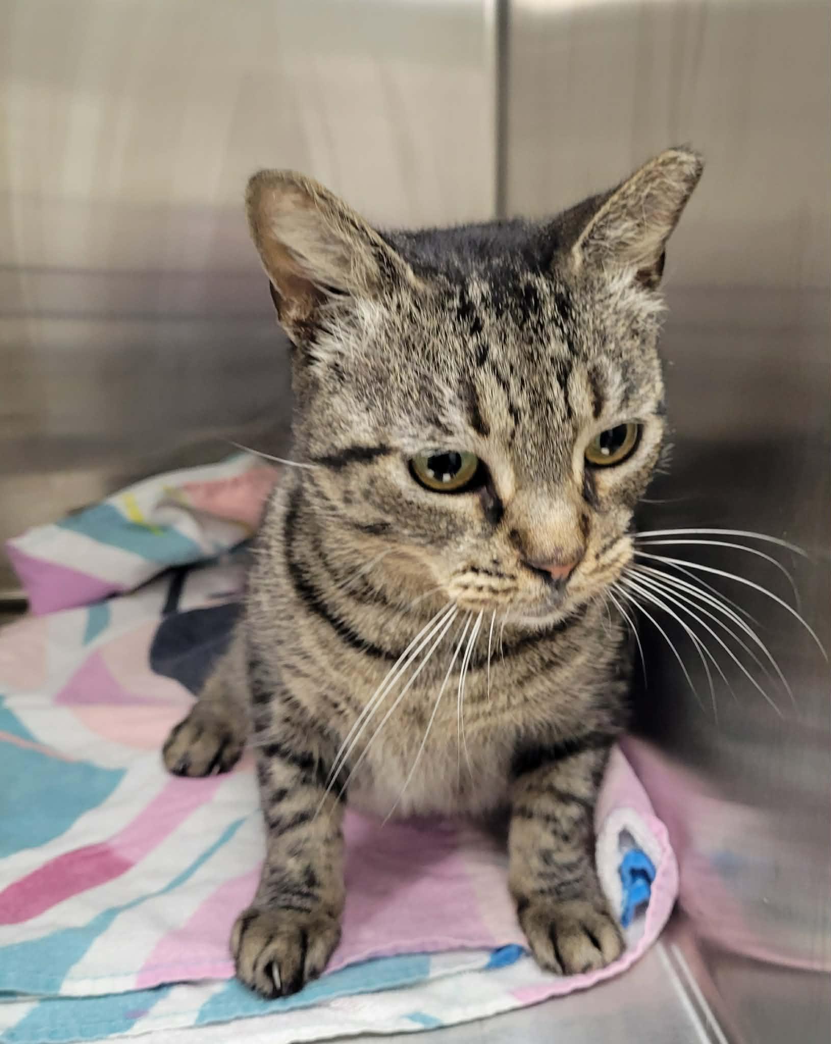 Shelley, adopted, Adult Female Domestic Short Hair.