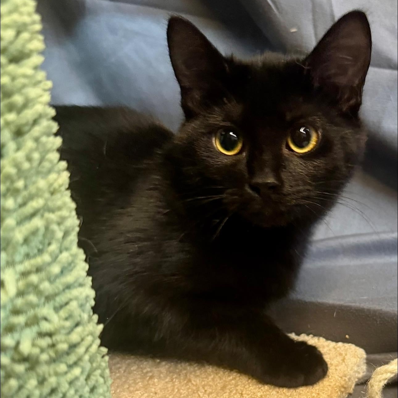 Esther, a ADOPTABLE Domestic Short Hair in Alexandria, IN image 2/3