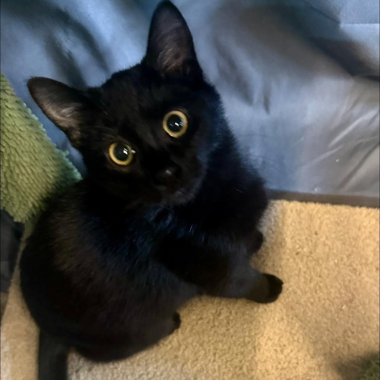 Esther, a ADOPTABLE Domestic Short Hair in Alexandria, IN image 1/3