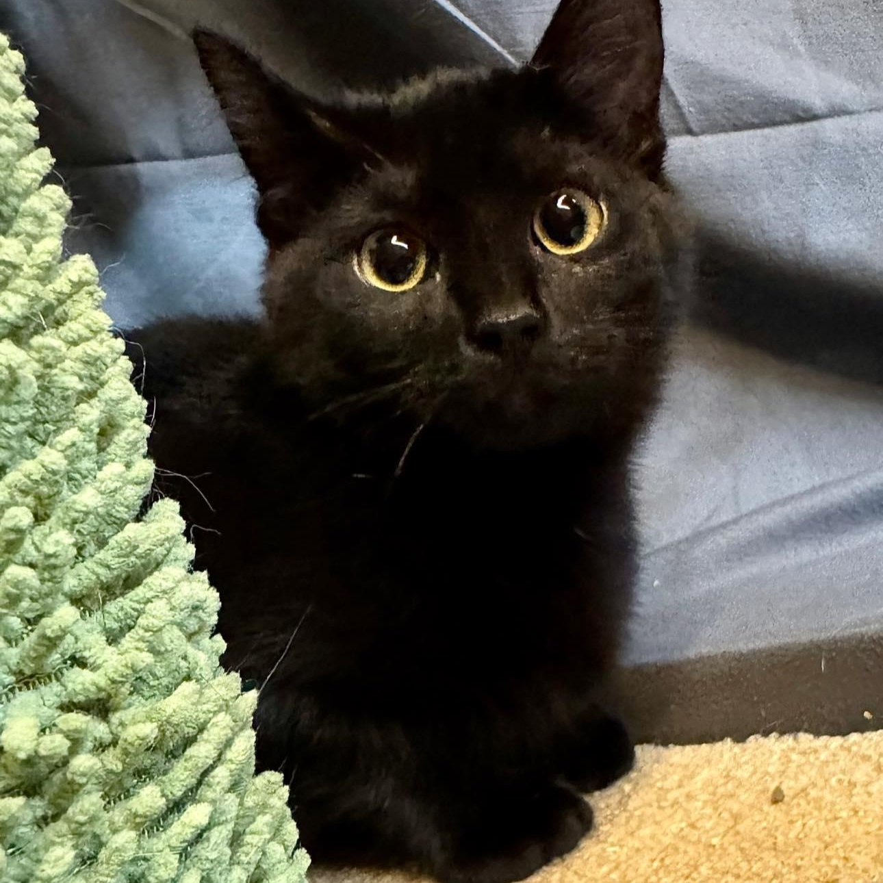 Esther, a ADOPTABLE Domestic Short Hair in Alexandria, IN image 3/3