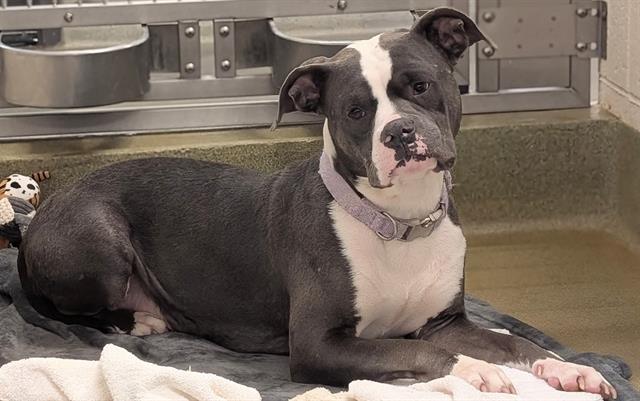 MAMA JINGLE, Adoptable, Adult Female Pit Bull Terrier & Mixed Breed.