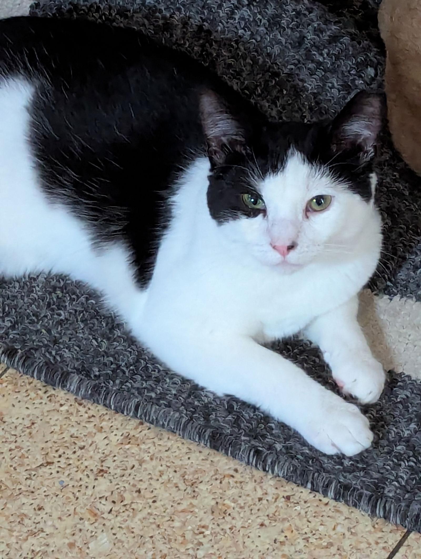 Enlarge Sam, a Adoptable Domestic Short Hair in Harrisburg, PA image 1/3