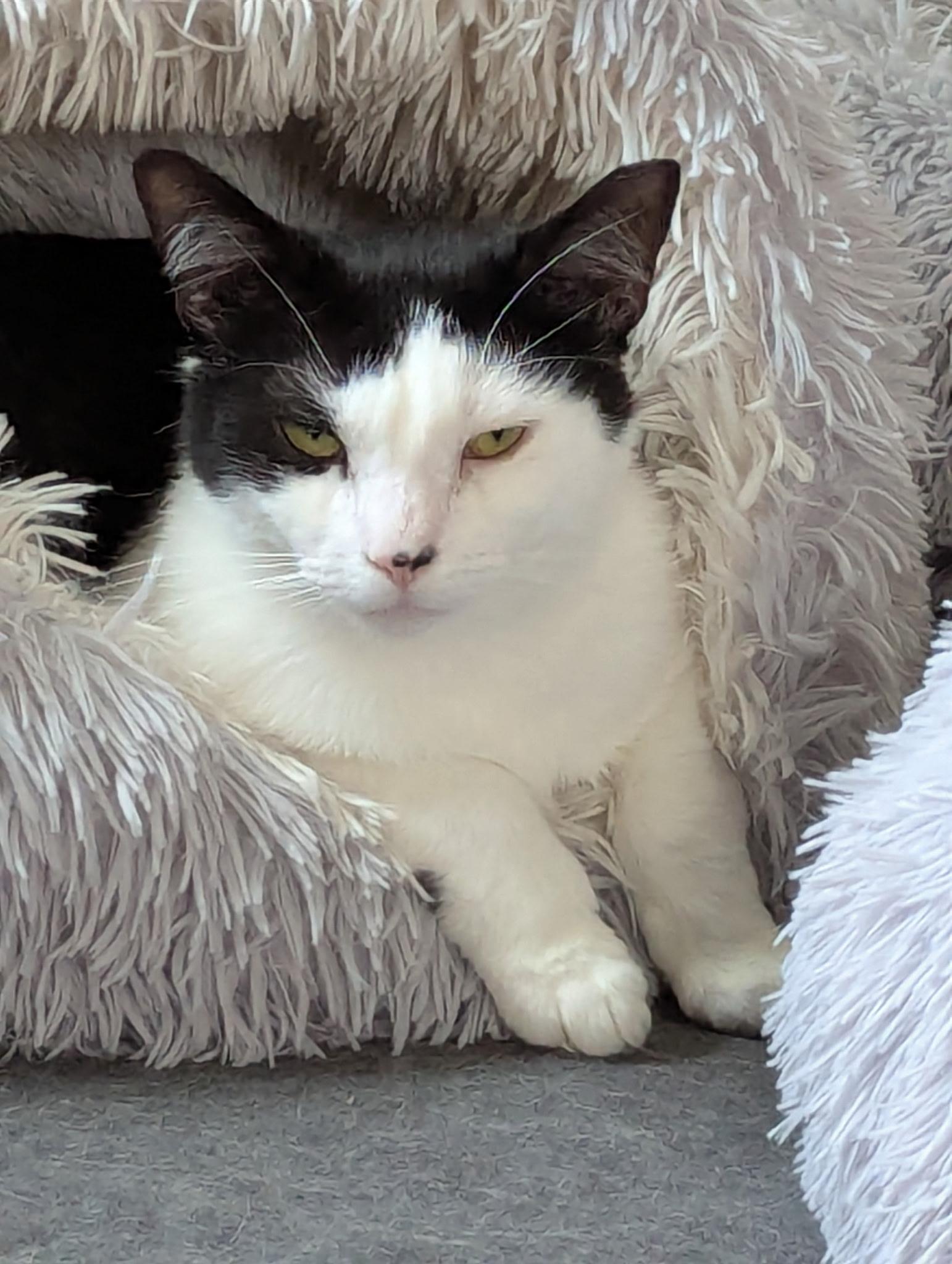 Enlarge Sam, a Adoptable Domestic Short Hair in Harrisburg, PA image 2/3