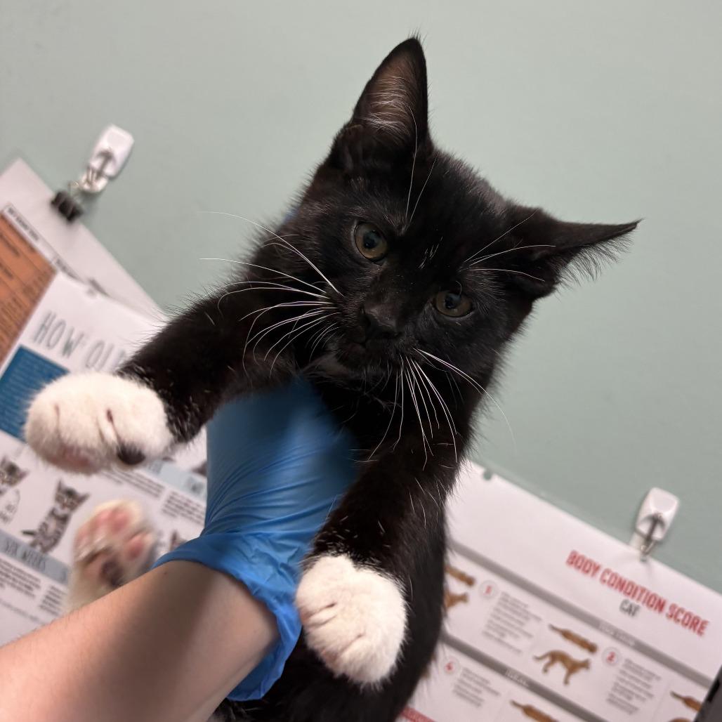 Enlarge PAIGE, a Adoptable Domestic Short Hair in Tacoma, WA image 1/1