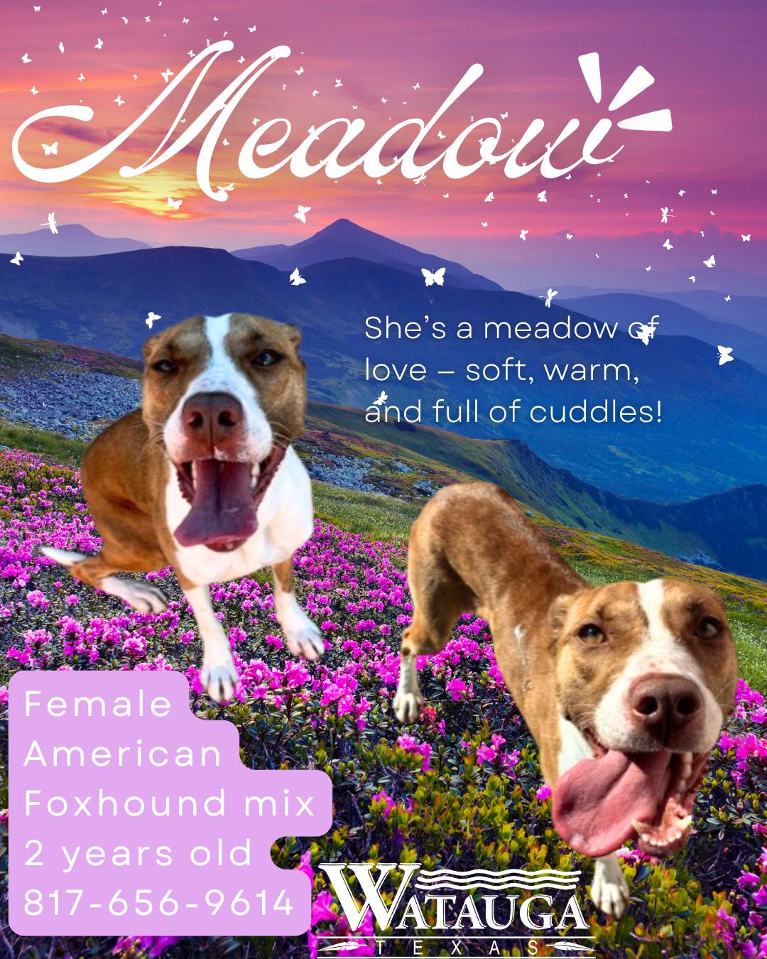 Enlarge Meadow, a Adoptable mixed breed in Watauga, TX image 1/1