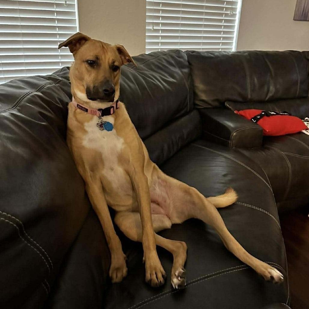 Peanut, a Adoptable Black Mouth Cur in Montgomery, TX image 2/4