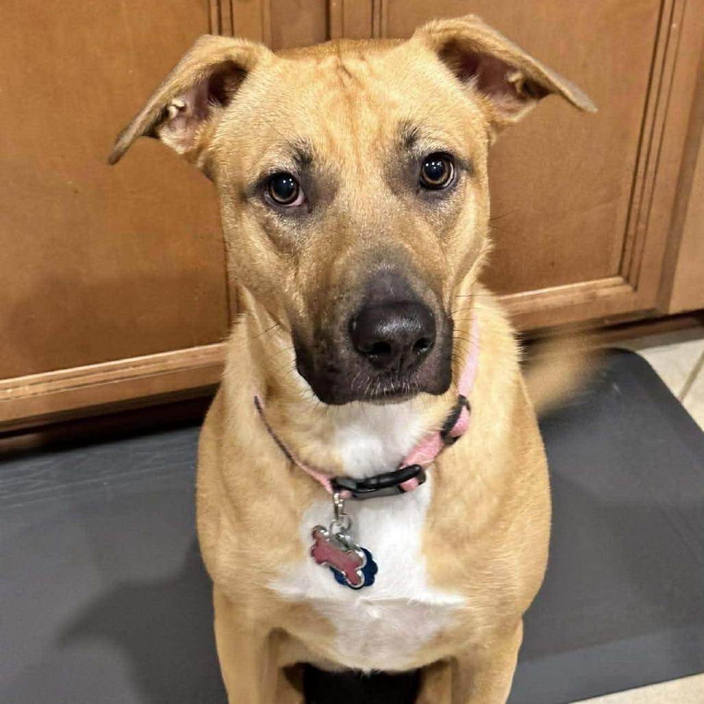 Peanut, a Adoptable Black Mouth Cur in Montgomery, TX image 4/4