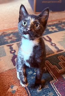 Enlarge Maisel, a Adoptable Calico in Southern Pines, NC image 5/5