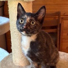 Maisel, Adoptable, Kitten Female Calico.