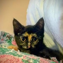 Enlarge Maisel, a Adoptable Calico in Southern Pines, NC image 3/5