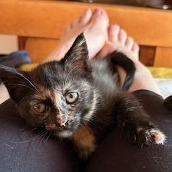 Enlarge Maisel, a Adoptable Calico in Southern Pines, NC image 2/5