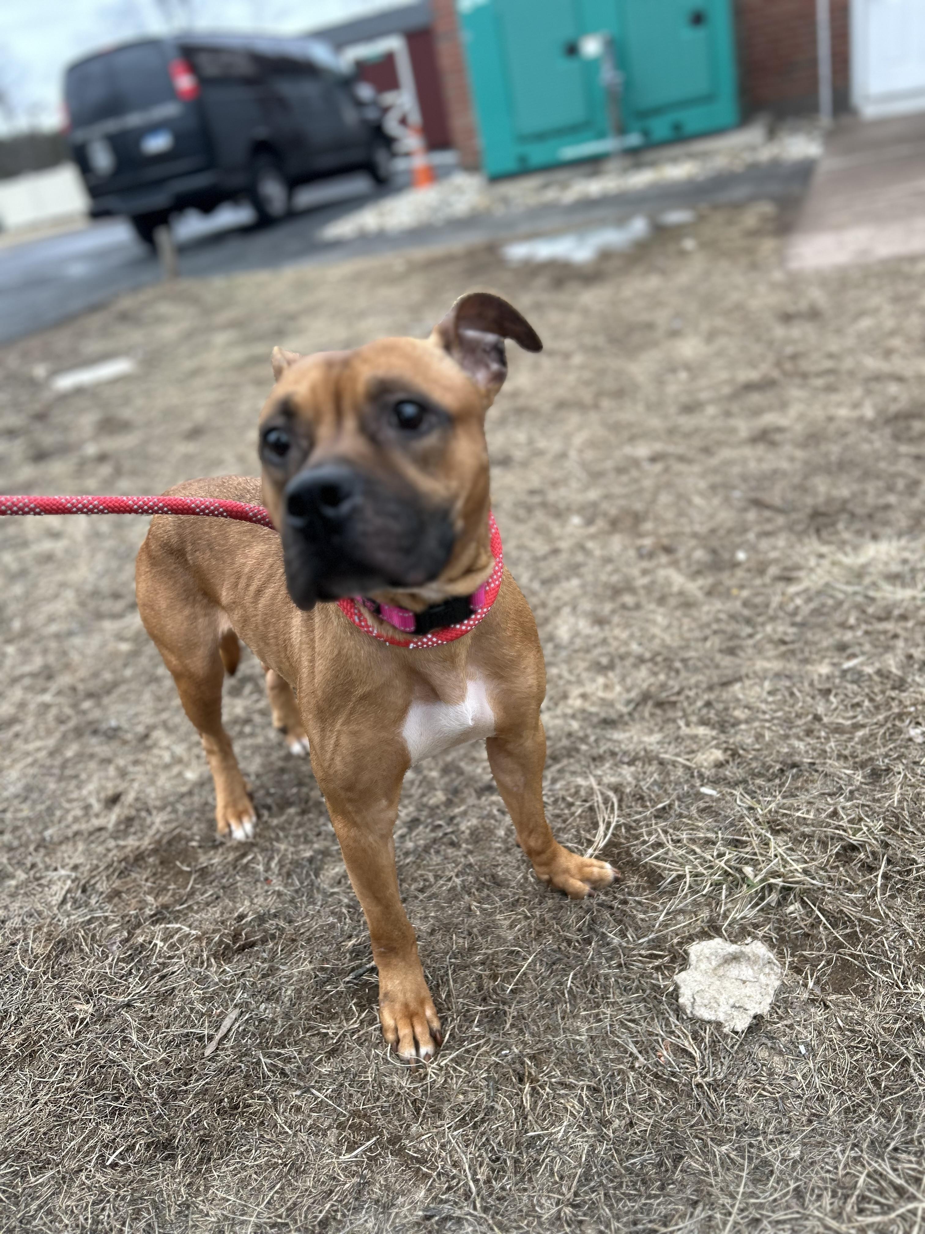 Valentina, Adopted, Young Female Pit Bull Terrier & Boxer.