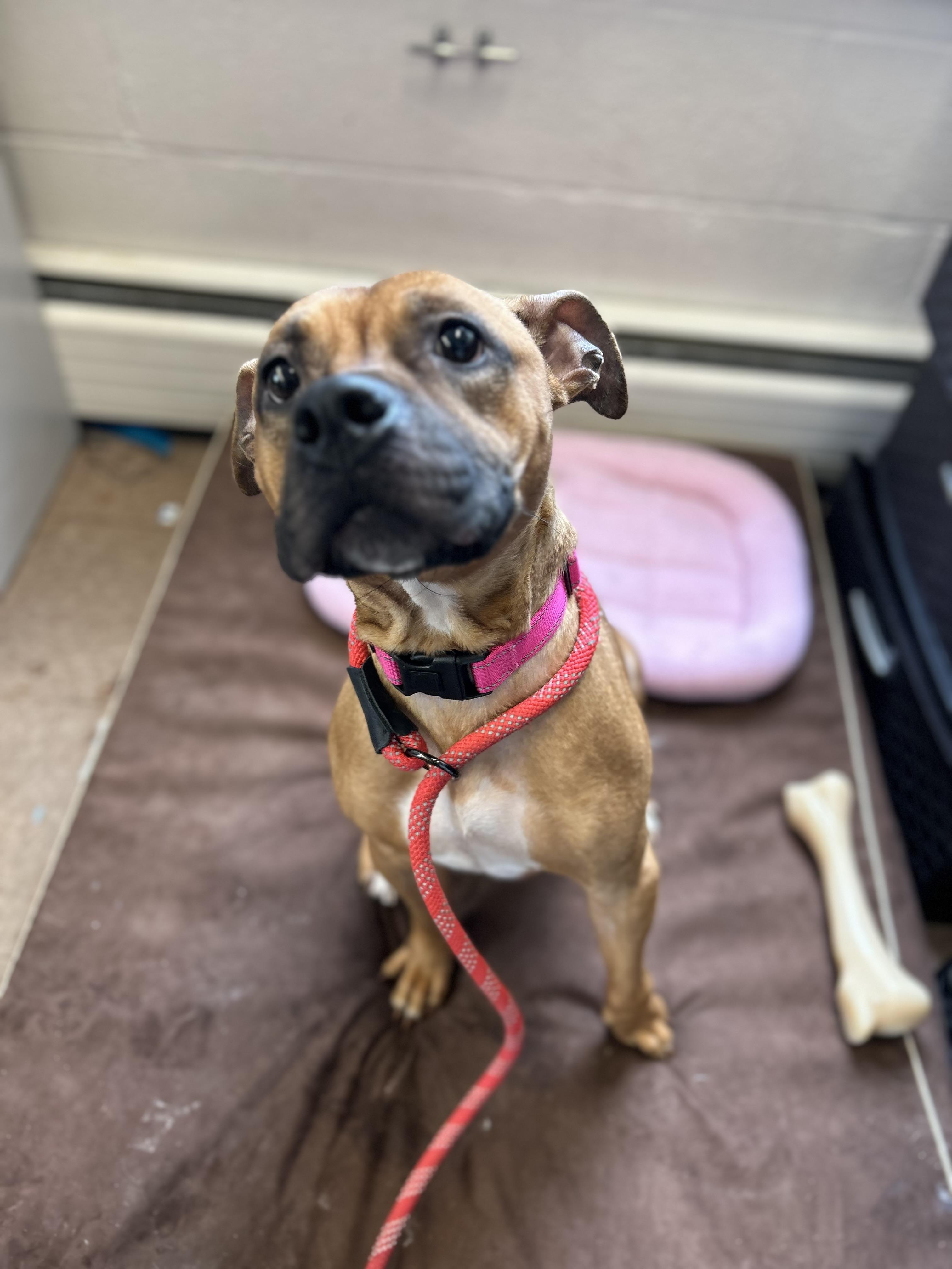 Enlarge Valentina, a Adopted mixed breed in East Hartford, CT image 2/6