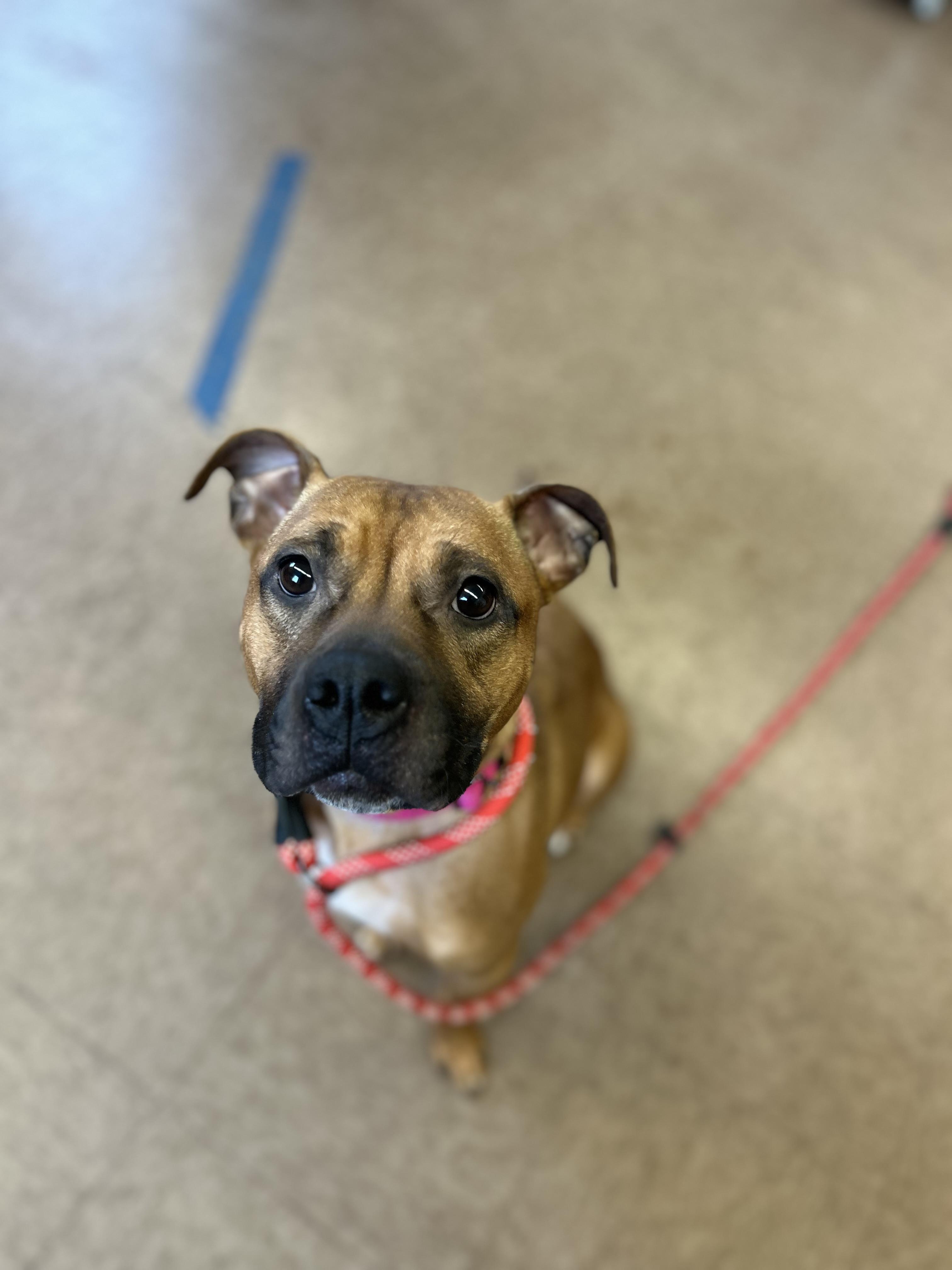 Enlarge Valentina, a Adopted mixed breed in East Hartford, CT image 4/6