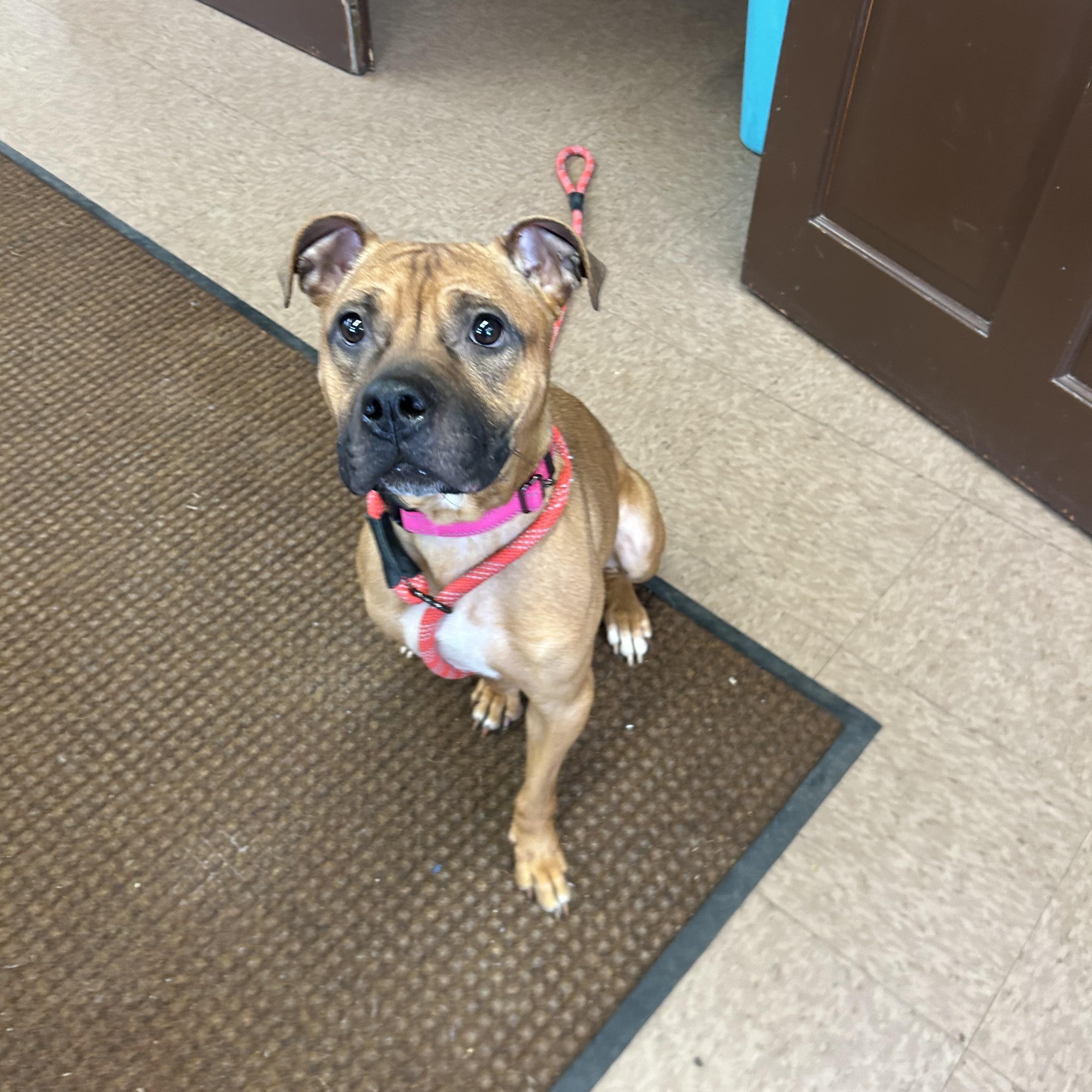Enlarge Valentina, a Adopted mixed breed in East Hartford, CT image 5/6